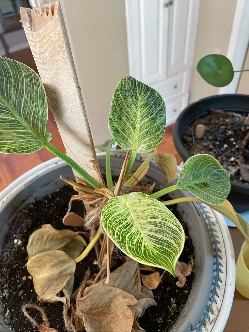 Variegated Green Philodendron Houseplant - Green